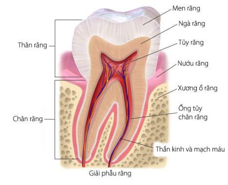 Chữa Tuỷ Răng